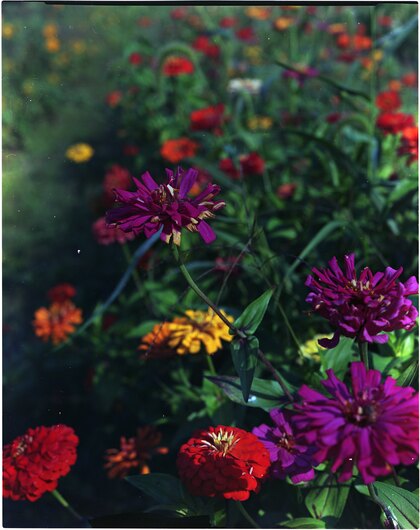 Flowers at the farm stand