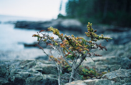 Tree in the granite coast