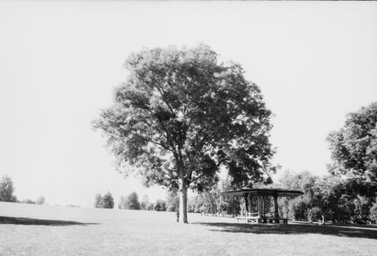 Tree in Skyline Park