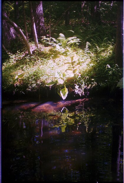 Reflections in the stream