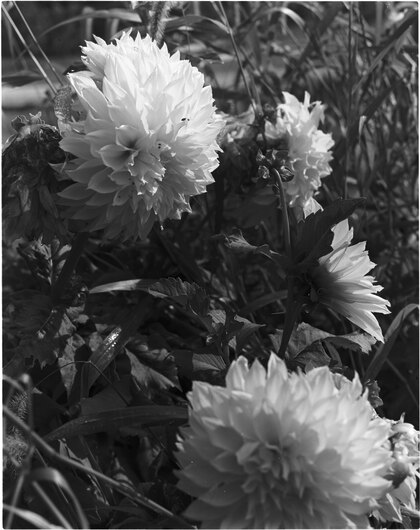 Flowers at the farm stand