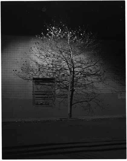 Tree by the Market Basket